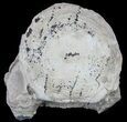 Fossil Brontotherium (Titanothere) Vertebrae - South Dakota #60645-1